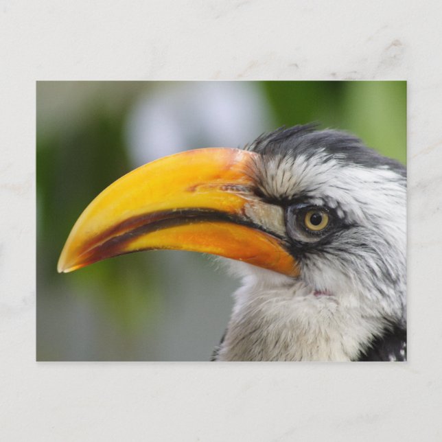 Postal Tockus leucomelas (Anverso)