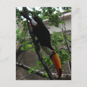 Postal Toco Toucan # 3