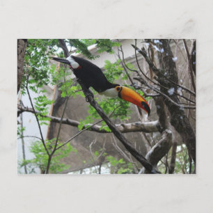 Postal Toco Toucan # 4