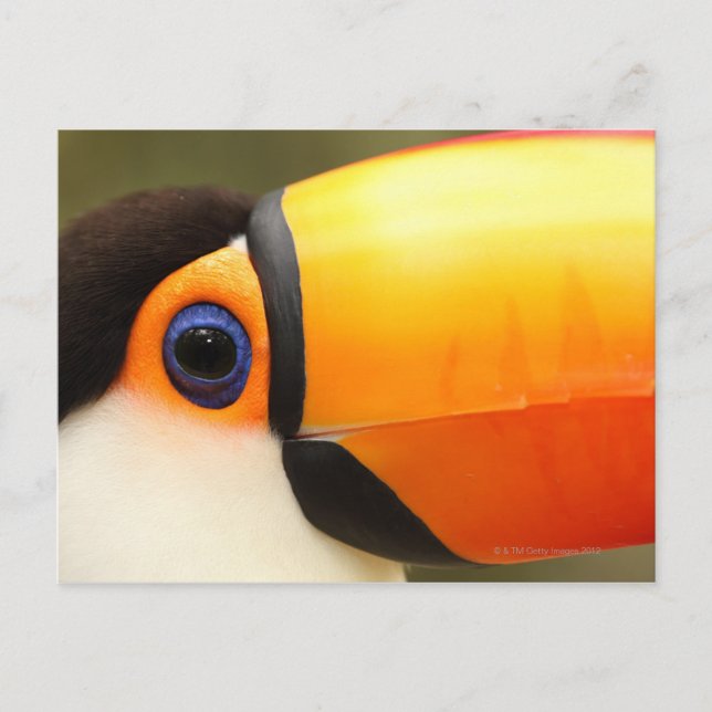 Postal Toco Toucan (Ramphastos toco) es el más grande (Anverso)