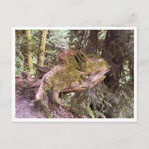 Postal Tocón de árbol