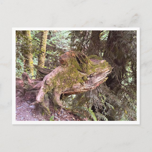 Postal Tocón de árbol (Anverso)