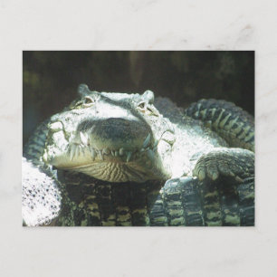 Postal Todas las sonrisas