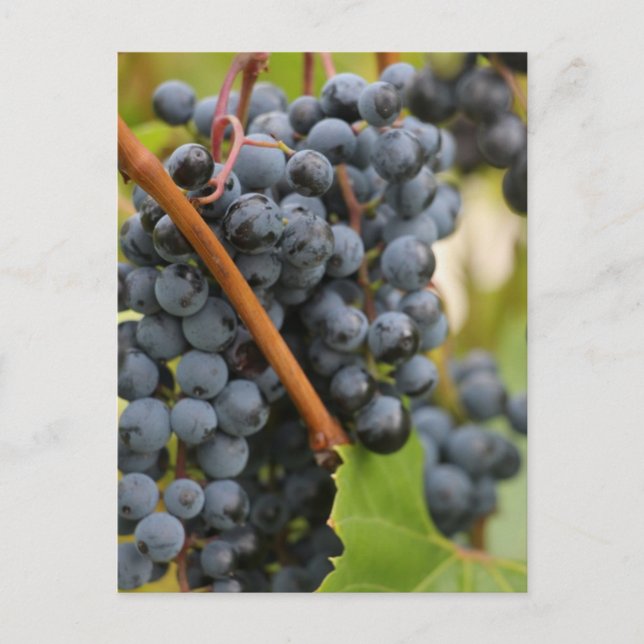 Postal Todavía no vino (Anverso)