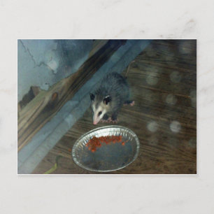 Postal Toddler Opossum 1