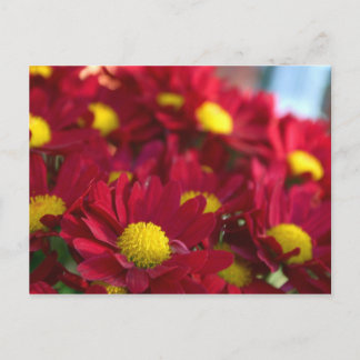 Postal Todos tienen Mamá