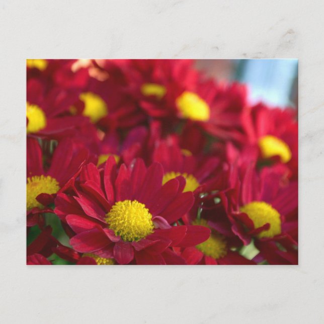 Postal Todos tienen Mamá (Anverso)