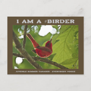 Postal Todos Vogue Juvenile Summer Tanager Observador de