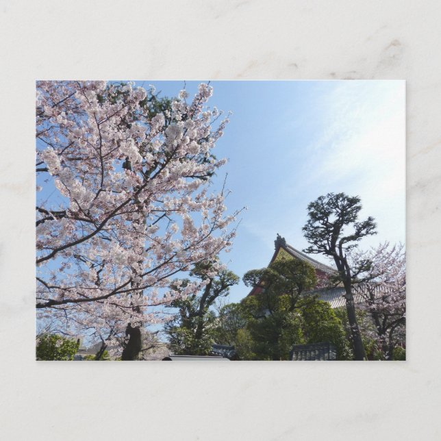Postal Tokyo Cherry Blossoms Sakura (Anverso)
