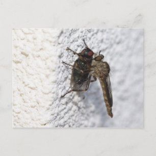 Postal Tolmerus atricapillus