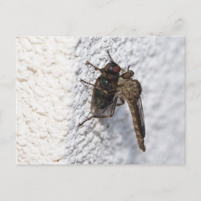 Postal Tolmerus atricapillus (Anverso)