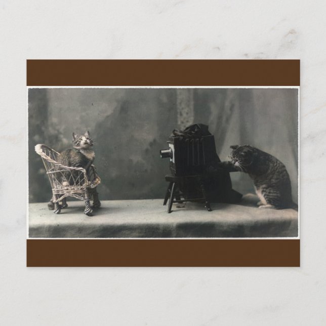 Postal  Toma de fotos de gato retro vintage (Anverso)
