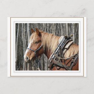 Postal Tomando un Descanso