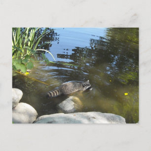 Postal Tomando un mapache