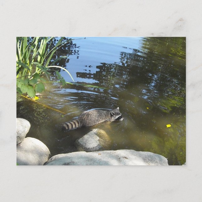 Postal Tomando un mapache (Anverso)