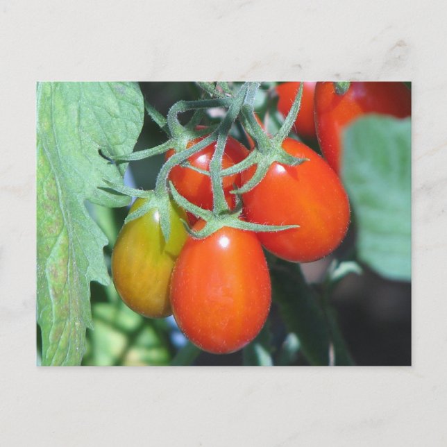Postal Tomates en crecimiento (Anverso)