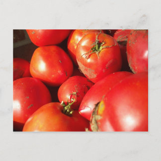 Postal Tomates recién recolectados