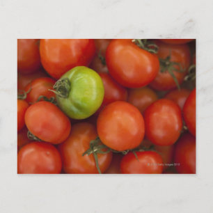 Postal tomates rojos con uno verde a la venta en