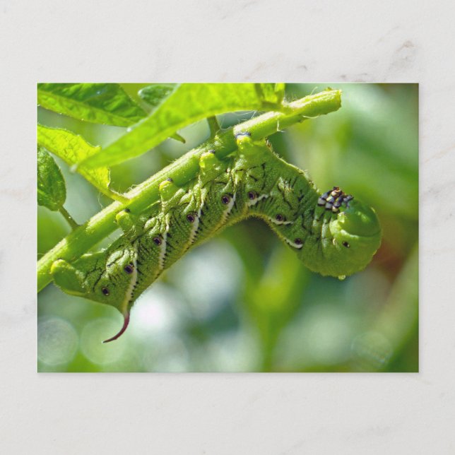 Postal Tomato Hornworm (Anverso)