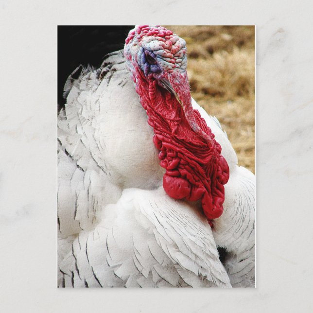 Postal Tommy (Anverso)