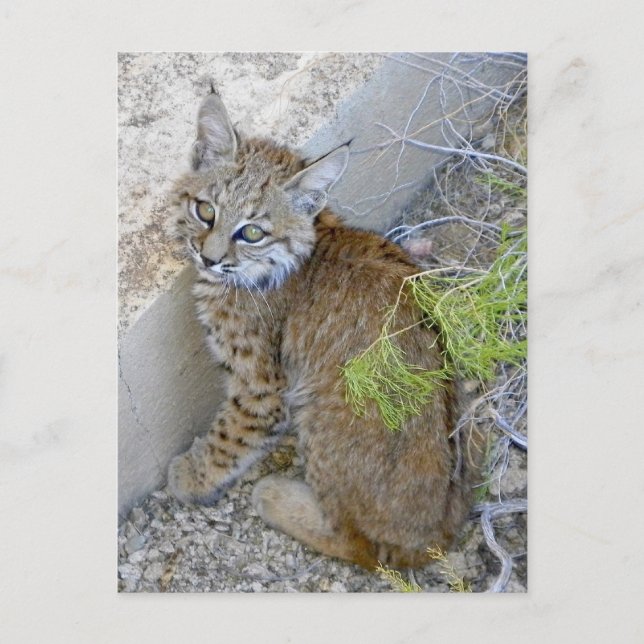 Postal "Tommy", salvó el bobcat (Anverso)