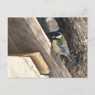 Postal tomtit_1
