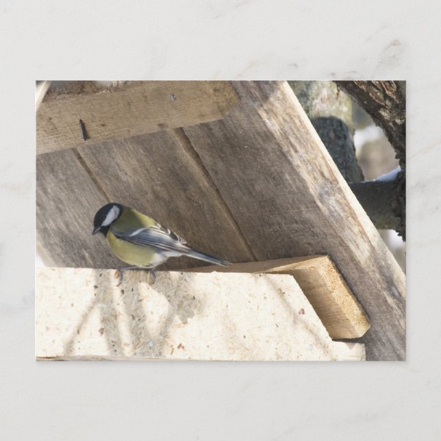 Postal tomtit_3 (Anverso)