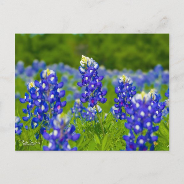 Postal Toneladas azules de Texas (Anverso)