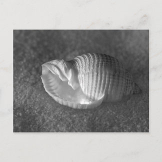 Postal Tonna Tesselata