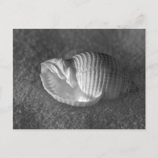 Postal Tonna Tesselata (Anverso)