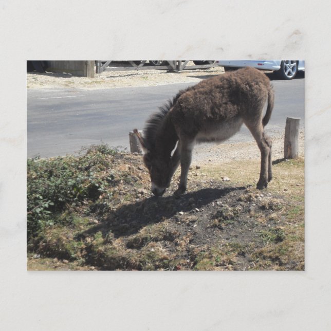 Postal Tono de burro (Anverso)