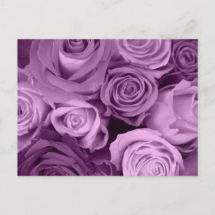 Postal Tonos de Rosas morados