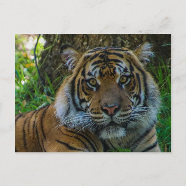 Postal Tony (Anverso)