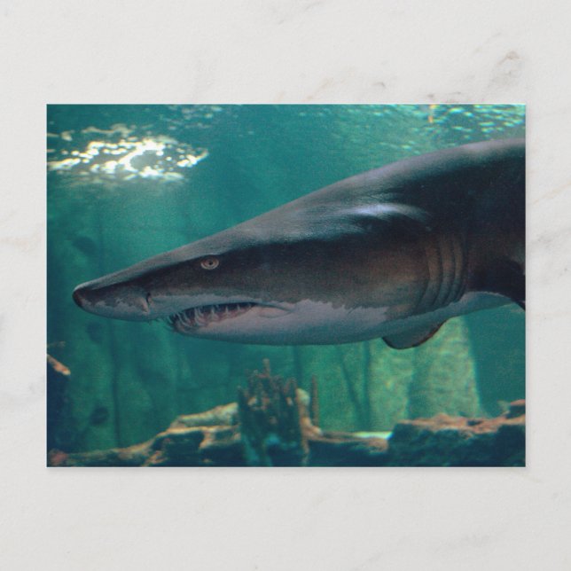 Postal Toofy Li'l Grin (Anverso)