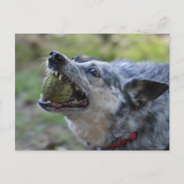 Postal Toothy Ball (Anverso)