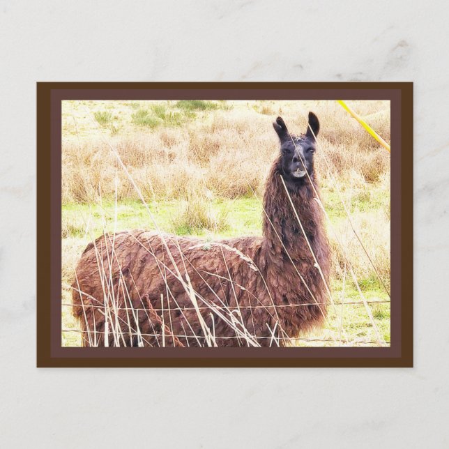 Postal Toothy Lama Postcard (Anverso)
