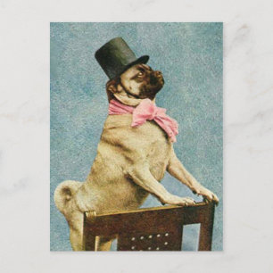 Postal Tophat de perro de pug