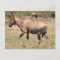 Topi (Antelope) en Serengeti