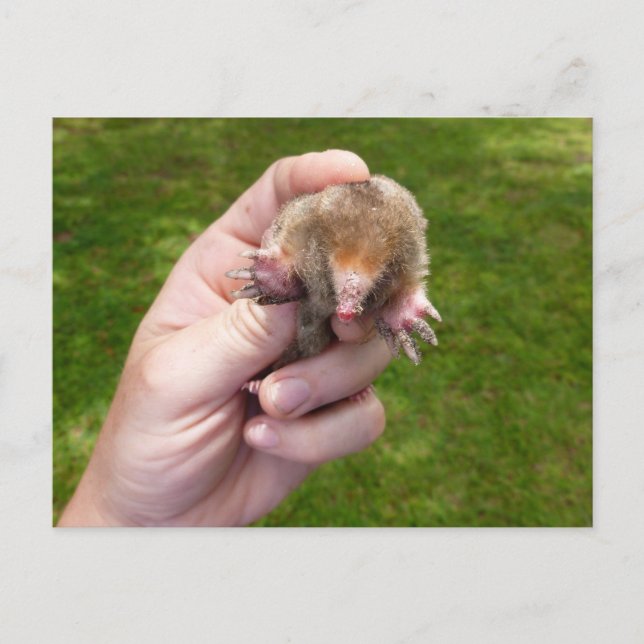 Postal topo en la mano contra la hierba.jpg (Anverso)