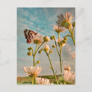 Postal Toque mágico del polvo de Oz