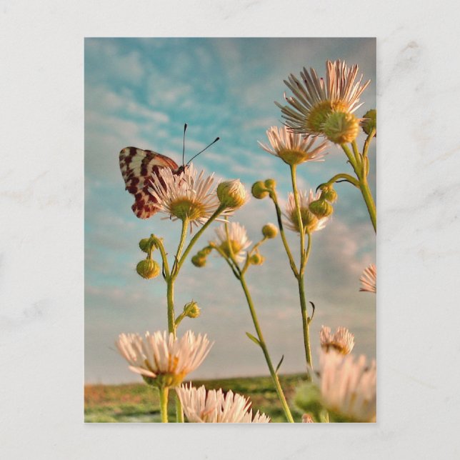 Postal Toque mágico del polvo de Oz (Anverso)