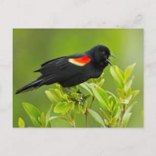 Postal Tordo Sargento (Agelaius Phoeniceus)