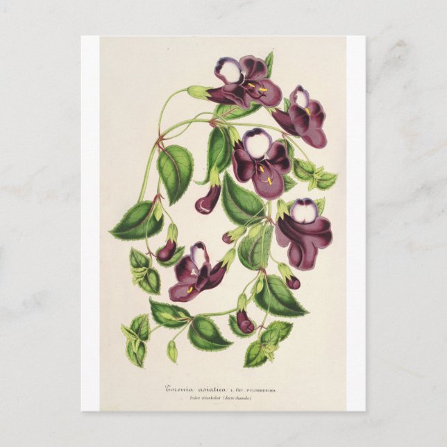 Postal Torenia Asiatica por Charles Antoine Lemaire (Anverso)