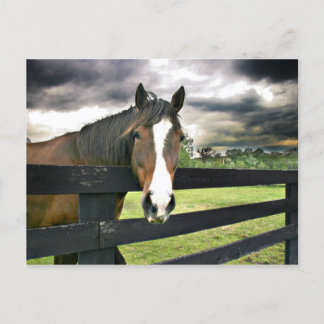 Postal Tormenta de caballos de la bahía