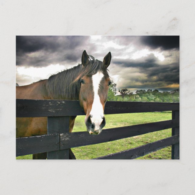 Postal Tormenta de caballos de la bahía (Anverso)