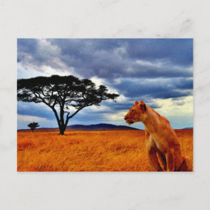 Postal Tormenta de la Lioness