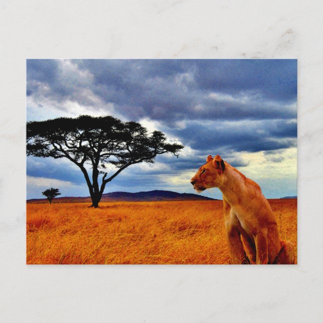 Postal Tormenta de la Lioness (Anverso)