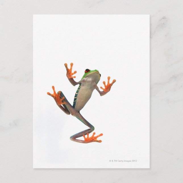 Postal Tormenta de ranas (Anverso)