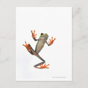 Postal Tormenta de ranas