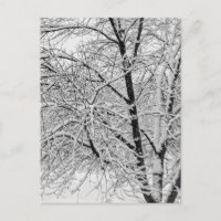 Tormenta de ventisca invernal Árbol nevado Fotogra